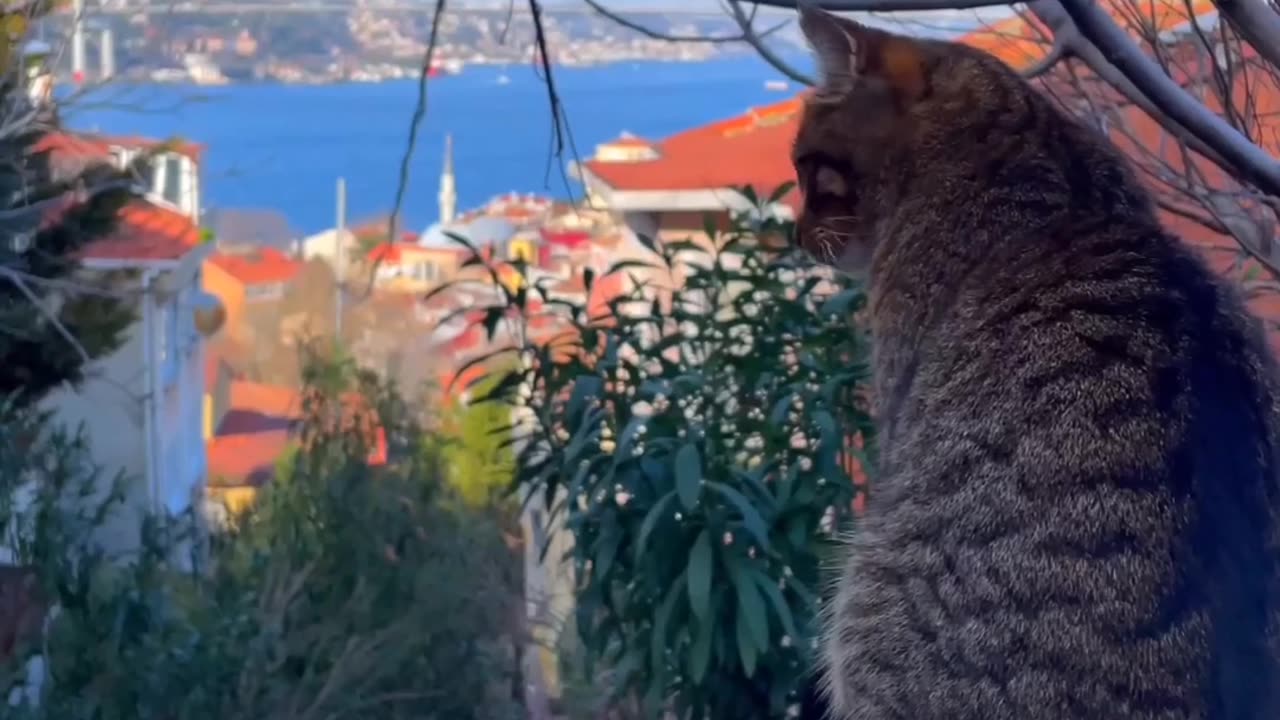Relaxation video cats