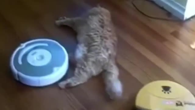 This Cute Cat Likes It's Massages Robot Rumbas Style!!!