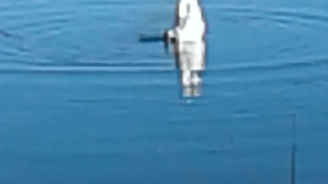 Happy Birthday Su #6