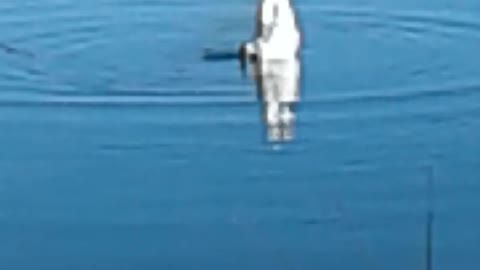 Happy Birthday Su #6