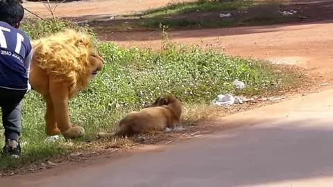 fake Lion and Fake Tiger Prank To dog ,Huge Box Prank