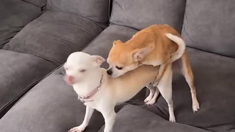 Funny dog video😂 comedy dog😂 video funny 🤣