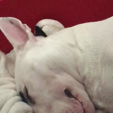 Can you snore any louder