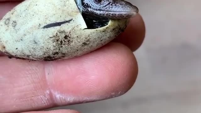 Meet the beautiful Reptile