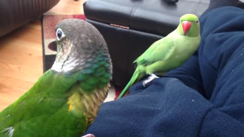 Worlds funniest talking parrot/Worlds funniest talking parrot