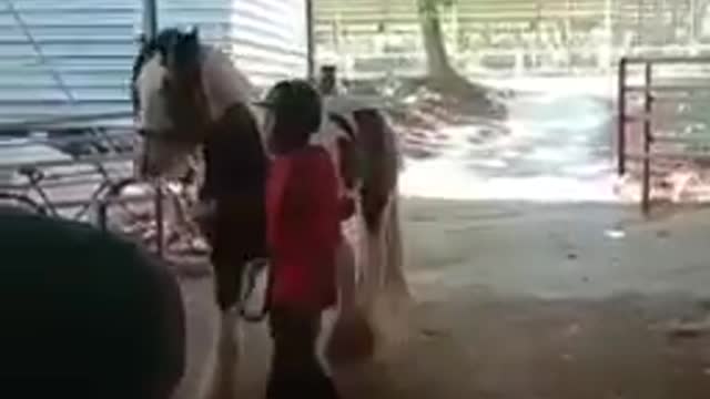 Horse 🐴 funny video 😂😂