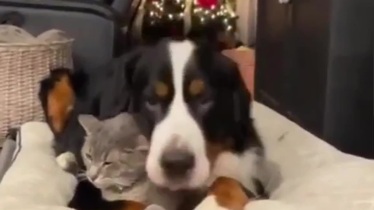 Dog love his cat friend