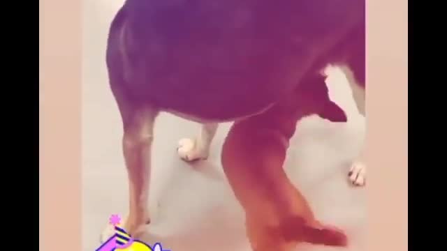 funny dogs funny animals