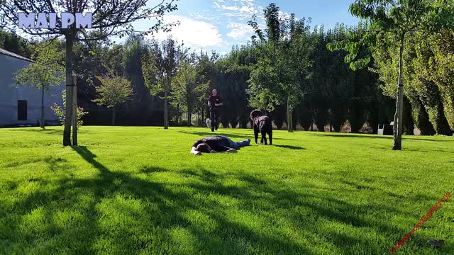 Asi reacciona los perros al ver asus dueños en mal estado (son lindos ❣️)