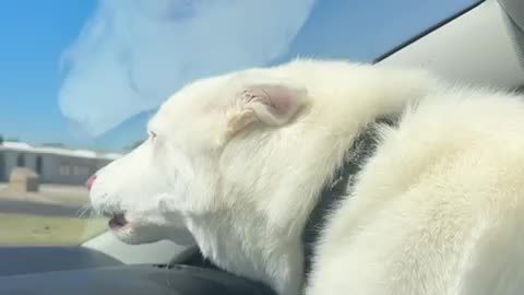White wolf loves CCR