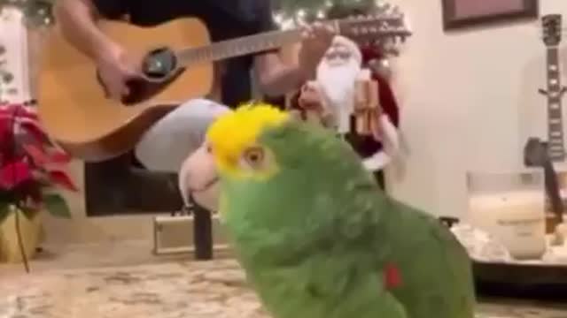 Parrot singing a song