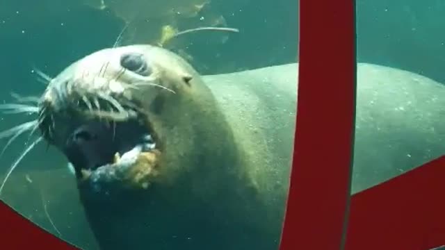 The fun of seals is so cute