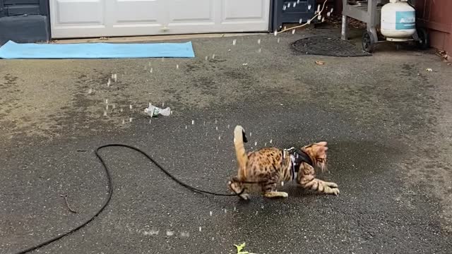 Bengal Cat Goes Wild for Water