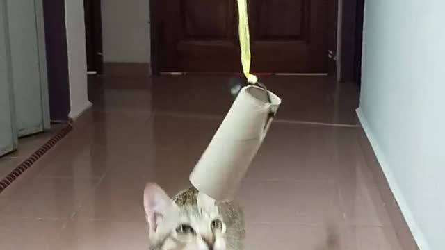 Cat Reaching and Playing with a Hanged carton