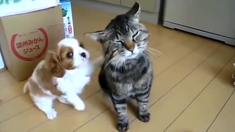 Try Not To Laugh Challenge - Funny Cat & Dog Videos