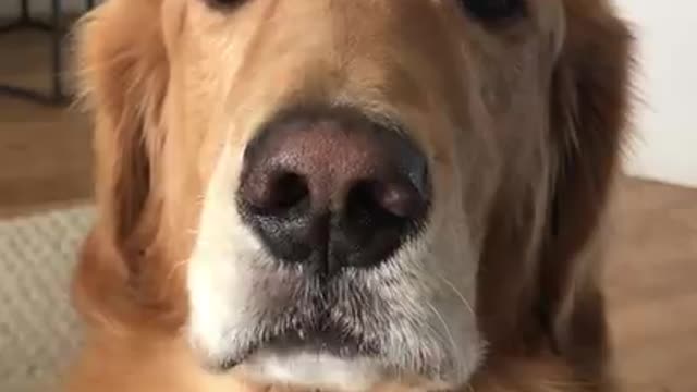 Dog doesn't want to woof