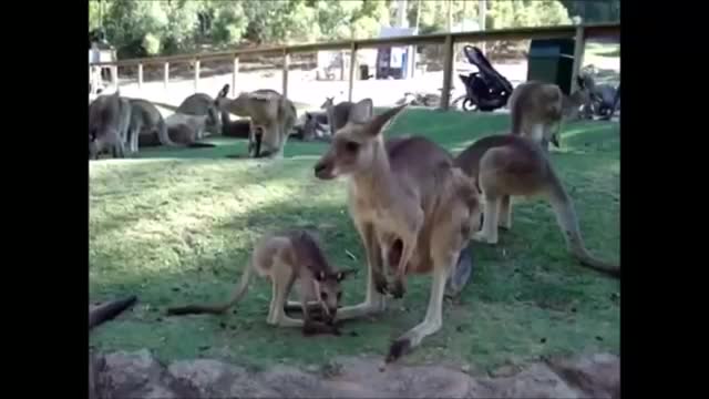 Kangaroo is Funny & Entertainning