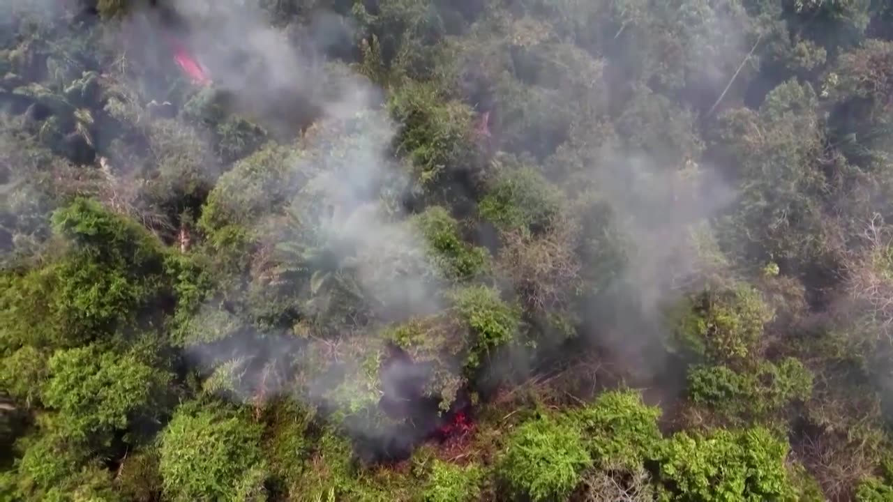 Tropical forest loss declined 9% in 2023: Study