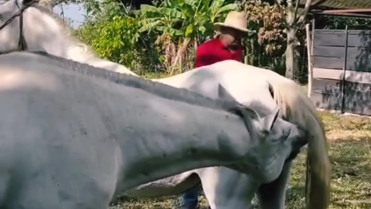 Sexy horses enjoy eating, fitting and hitting each others lovely moments #funny