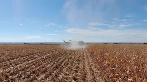 Low over corn catch up behind equipment