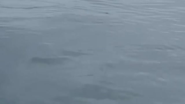 Flying fish in sea amazing scene vedio short #flyingfish #sea #worldamazingfish