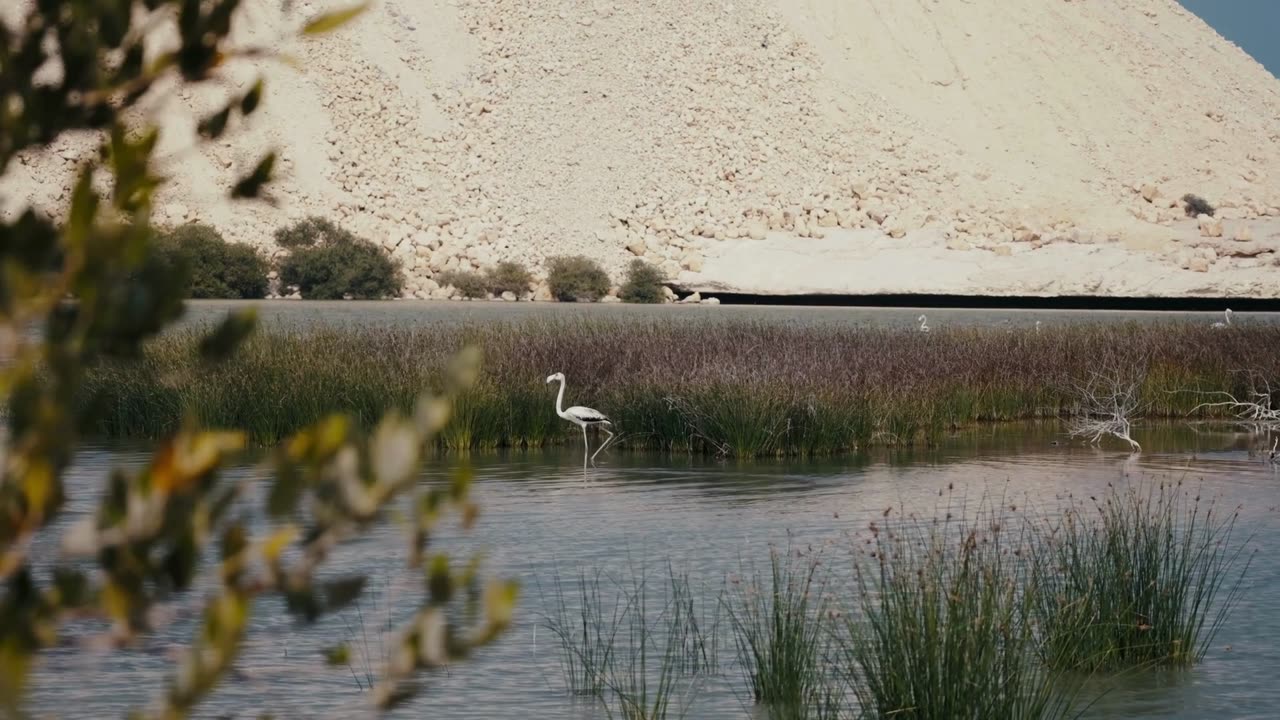 Graceful Flamingo in Tranquil Waters: A Visual Symphony of Elegance