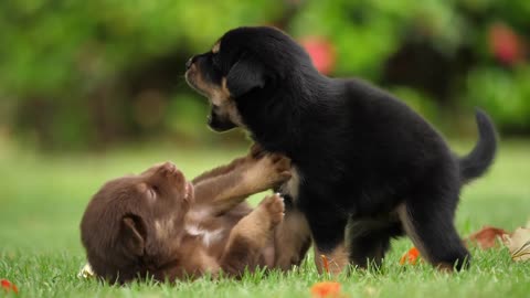 Two Cute Puppies Bites Each Other.