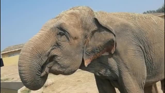 The child feeds the watermelon to the elephant