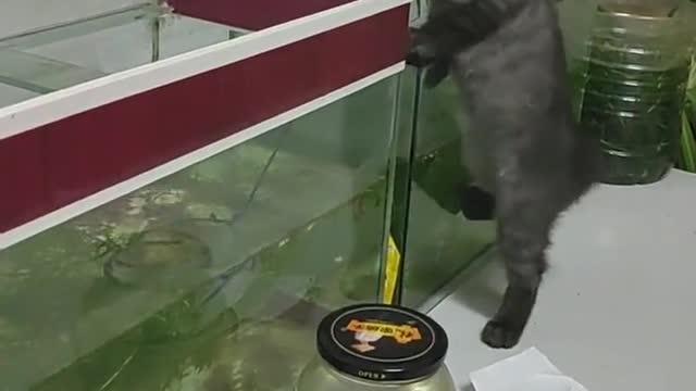 Cat catch a fish