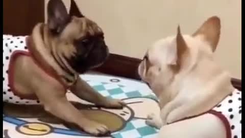 compilation of pets in funny and amusing moments