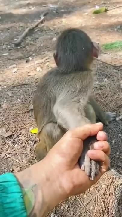 5.So much funny monkeys #shorts