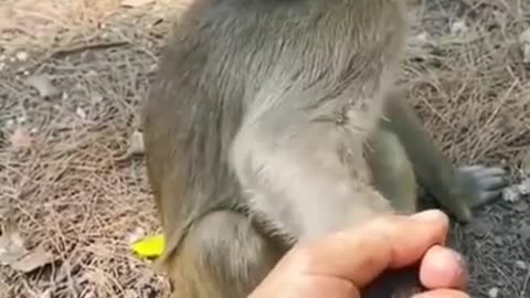 5.So much funny monkeys #shorts