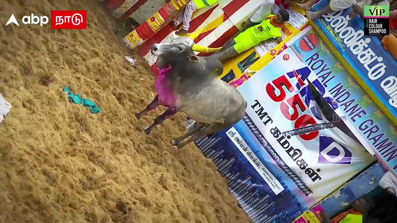 jalikattu