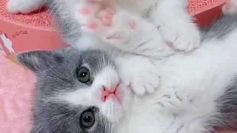 Cute cats playing 😸