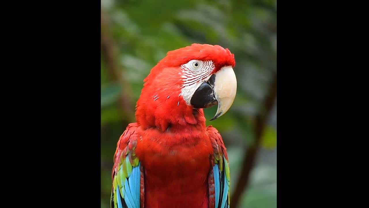 A very beautiful parrot, filmed on my phone