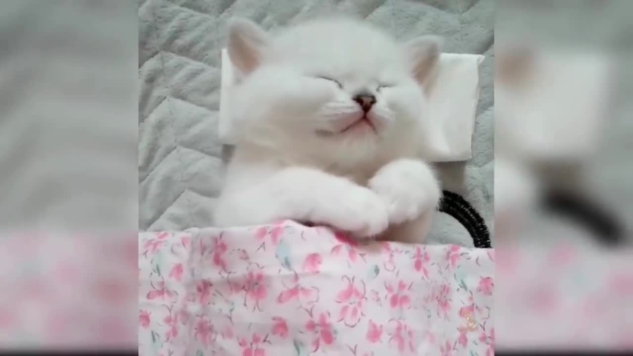 Baby Cats - Cute and Funny Cat Videos Compilation