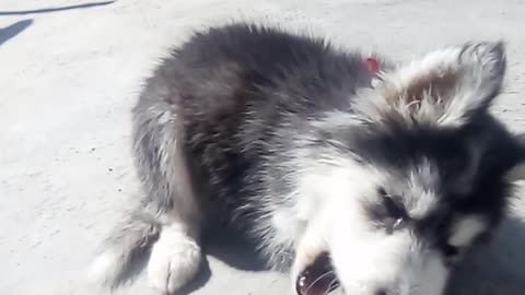 🐕MY SIBERIAN HUSKY PUPPY AFTER SHOWING