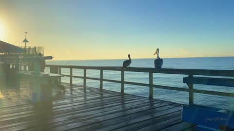 Timelapse of Pelicans eyeing food.