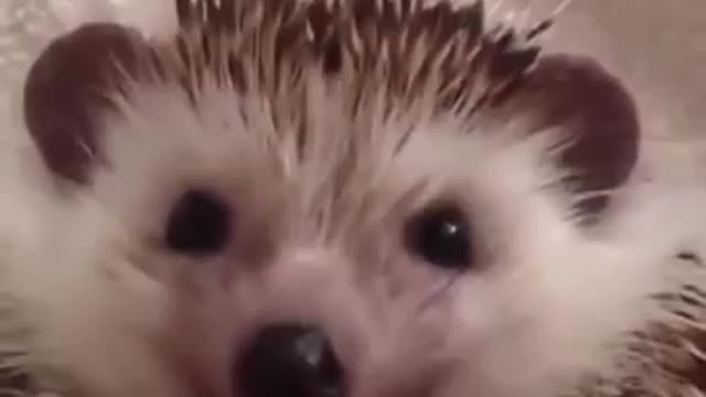 Angry hodgehog