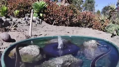 Nature doing its work. Animals, creatures drinking water original and real