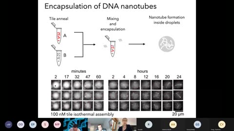 Elisa Franco: Dynamic self-assembly of encapsulated DNA nanotubes 2021
