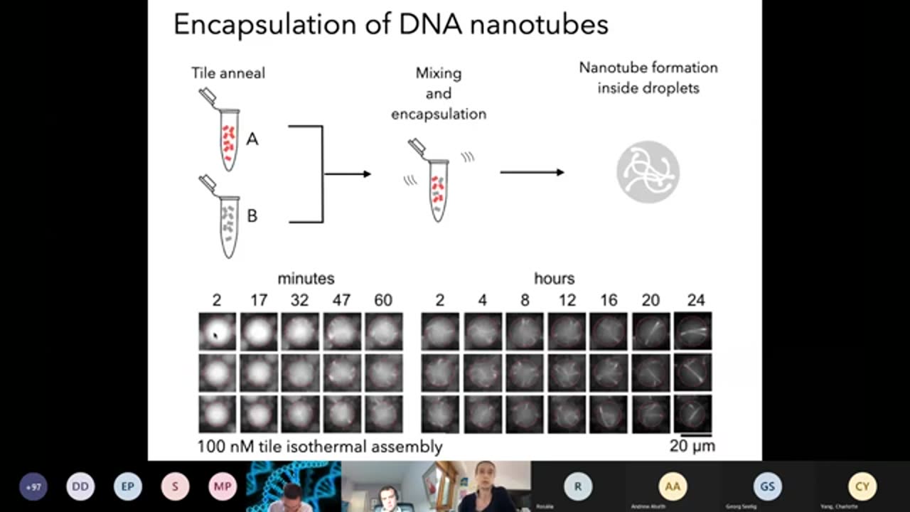Elisa Franco: Dynamic self-assembly of encapsulated DNA nanotubes 2021