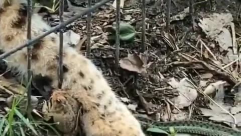 aise hi video s ke liye subscribe kare. Animal s fight ||animal s life☺️😍|| #animalsvideo#wonderful