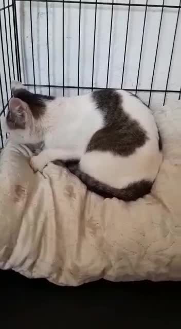 Our four-legged friends, offended by fate