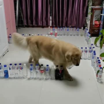 Golden Boi Doing Water Bottle Maze