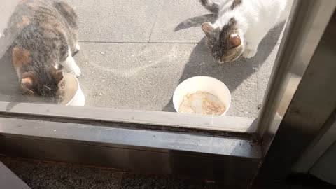 Street cats eating side by side.