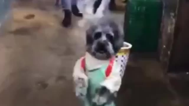 Funny Dog Moment 🤣😂 | PETS LOVER USA #dog #Puppy #Cute #Funny #Shorts #Yotube_Shorts