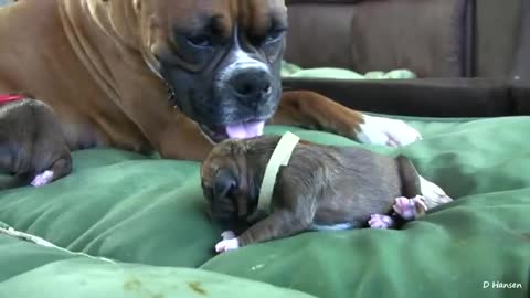 Dog Has Amazing Birth While Standing!!