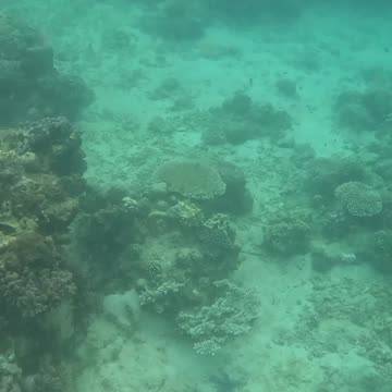 Making a Splash in Paradise: Snorkeling a Healing Reef 🌊🐟