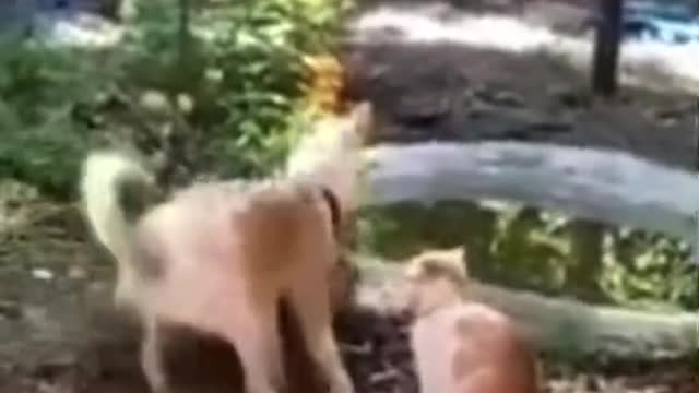 Wee😂 | Animal's funny videos compilation